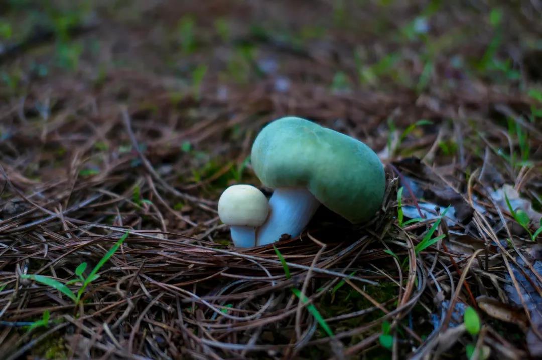 野生菌的N種吃法，沒(méi)有一朵jier能逃出云南人的餐桌