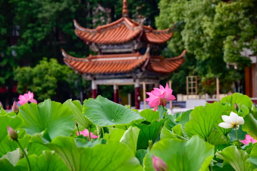夏日云南這些地方荷花早已盛放,或潔白素雅、或紅如胭脂等你來(lái)賞荷