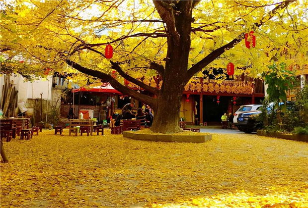 云南傳媒公司：騰沖銀杏村：許你一個(gè)金色的童話世界！！