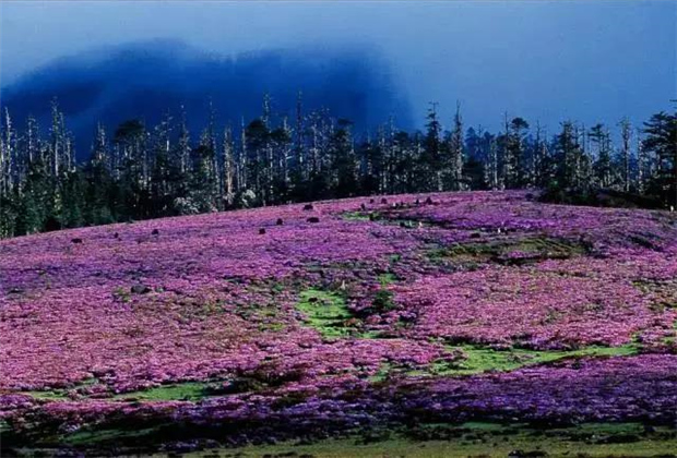 云南露營(yíng)場(chǎng)地：香格里拉花開(kāi)成海！錯(cuò)過(guò)要等一年！