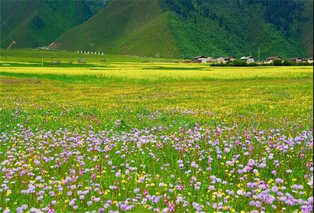 云南傳媒公司：納帕海大草原——一半是湖泊，一半是草原