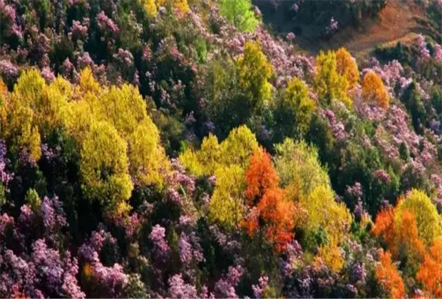 云南傳媒公司：轎子雪山即將迎來(lái)最盛花期，滿山杜鵑美哭了